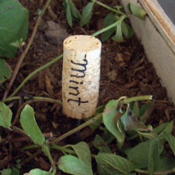 wine cork plant label