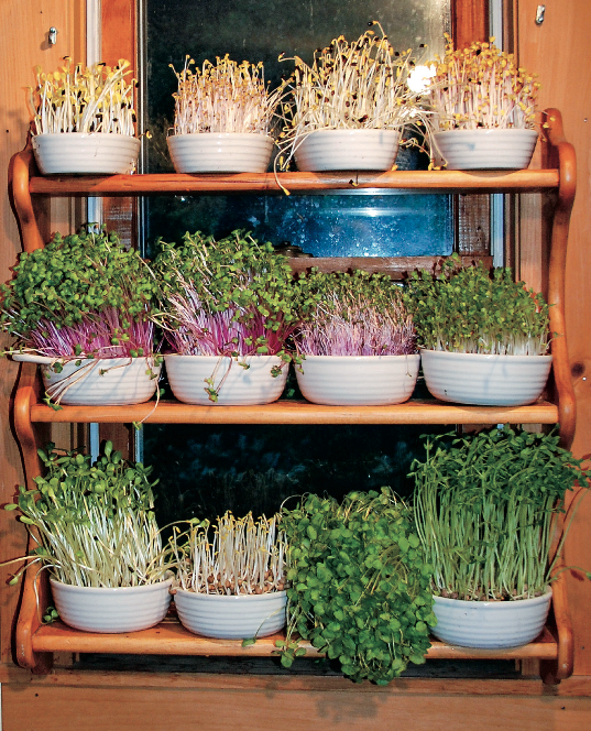 22 Peter Burke On Indoor Salad Gardening Urban Farm
