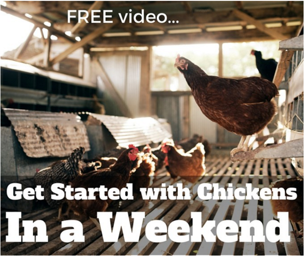 37 Justin Rhodes on Permaculture and Chickens The Urban Farm