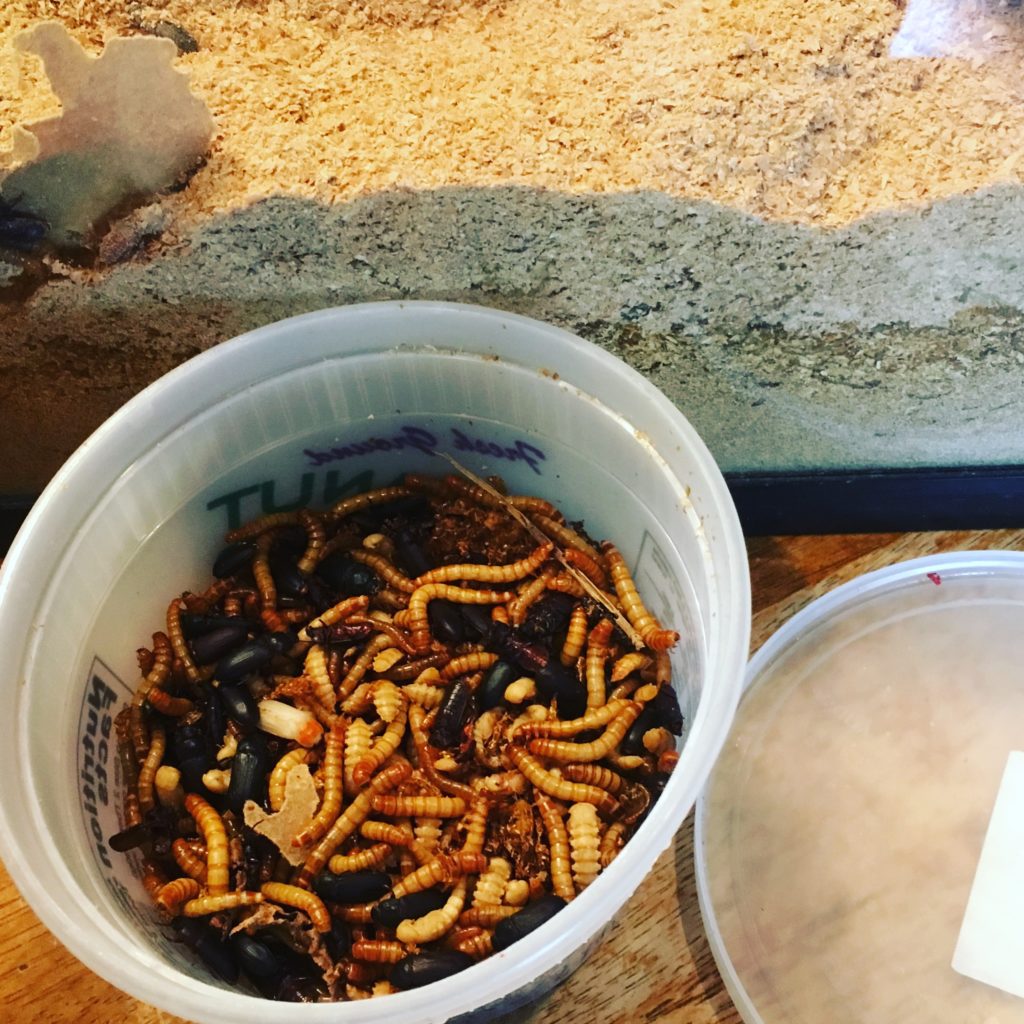 meal worms for chickens