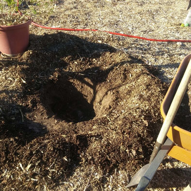 Empty tree hole with dirt mound surrounding it